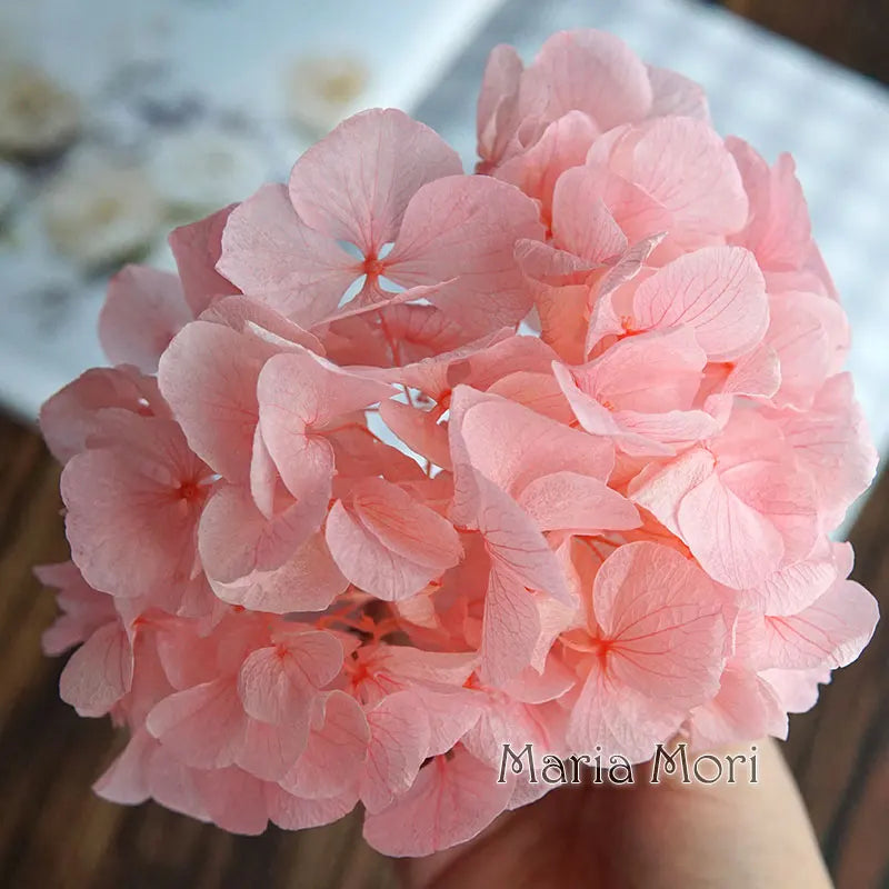 Big Petals Macrophylla Hydrangea Preserved Flower DIY Earrings and Scented Candles Material For Gutta Percha Resin Home Decor