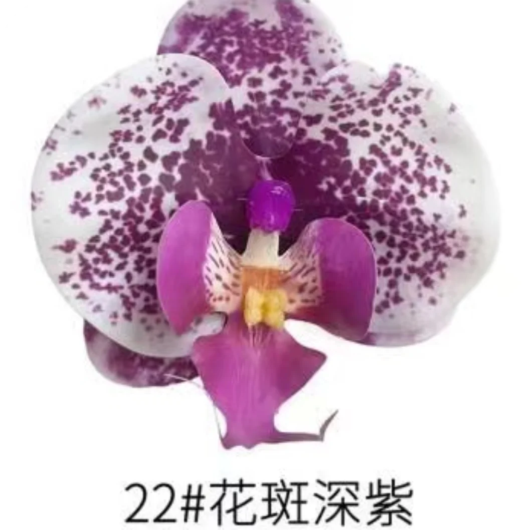 Phalaenopsis Plant flowers Handmade DIY, balcony decoration.Clivia gift