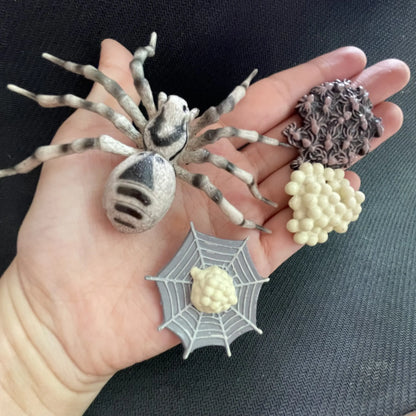 Children Simulation Biology Model Toy Animal Plant Life Growth Cycle Montessori Children Toys Set Teaching Aids Educational Toys